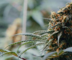 Shot of marijuana growing inside of a grow room