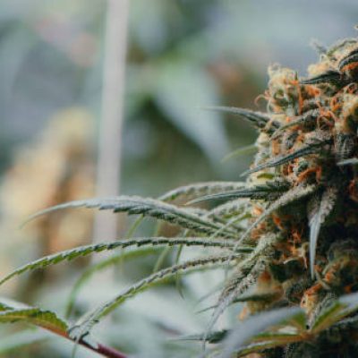 Shot of marijuana growing inside of a grow room Shot of marijuana growing inside of a grow room