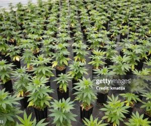 Large Number of Cannabis Seedlings in Pots.