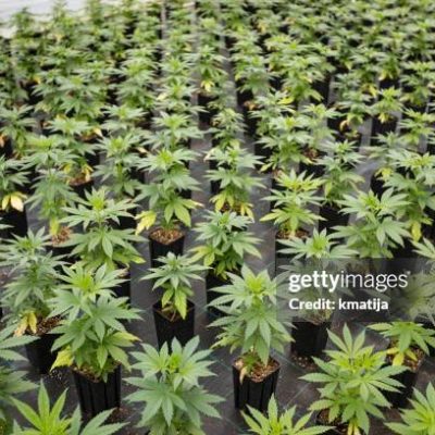 Large Number of Cannabis Seedlings in Pots. Large Number of Cannabis Seedlings in Pots.